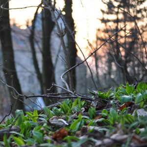 Bärlauch-Kochkurs - 11.04.2026